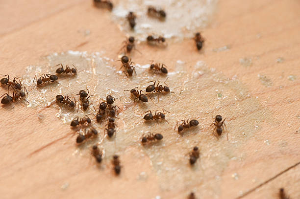 Wasp Removal Services in Grundy, VA