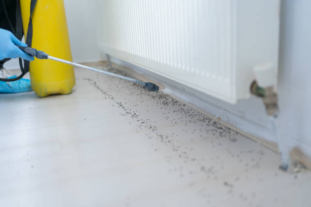 Best Affordable Pest Control Services  in Grundy, VA